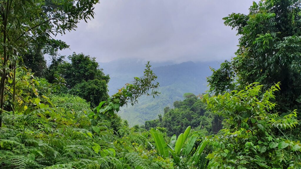 colombia jungle
