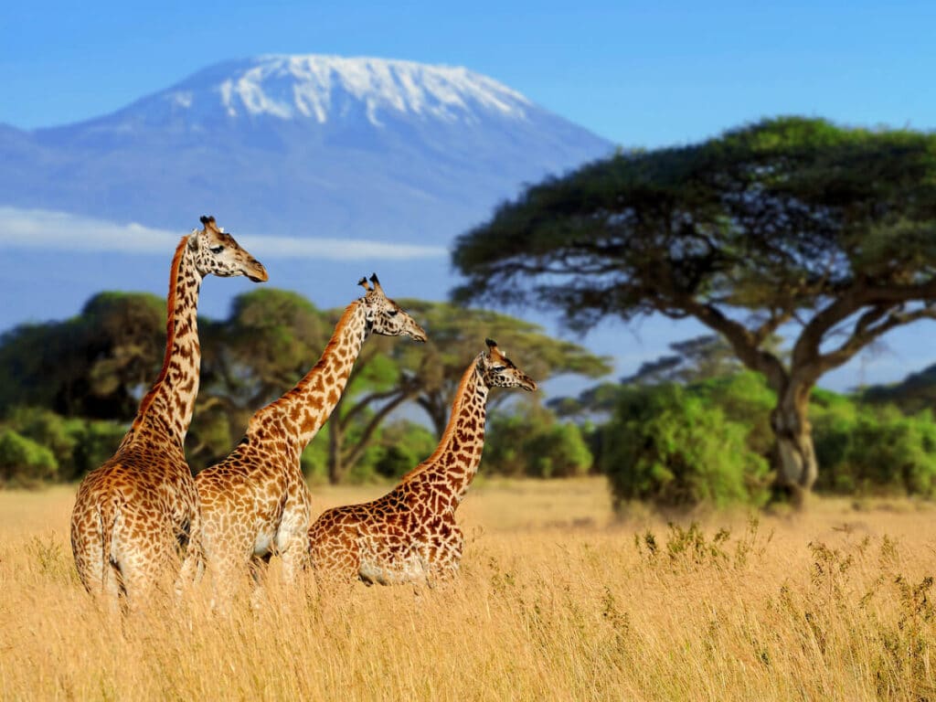 Kenya currency: 3 giraffes in a field