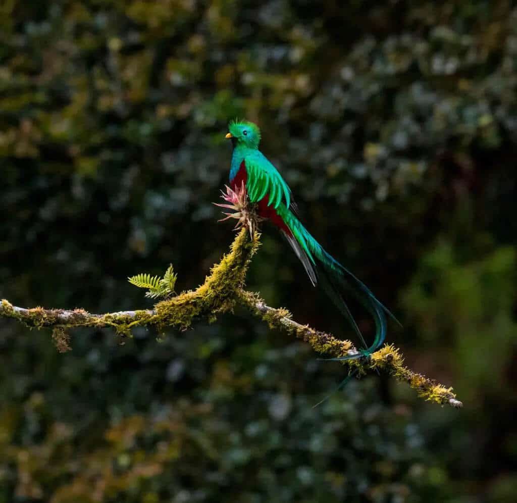 Guatemala currency: resplendent quetzal on a tree branch
