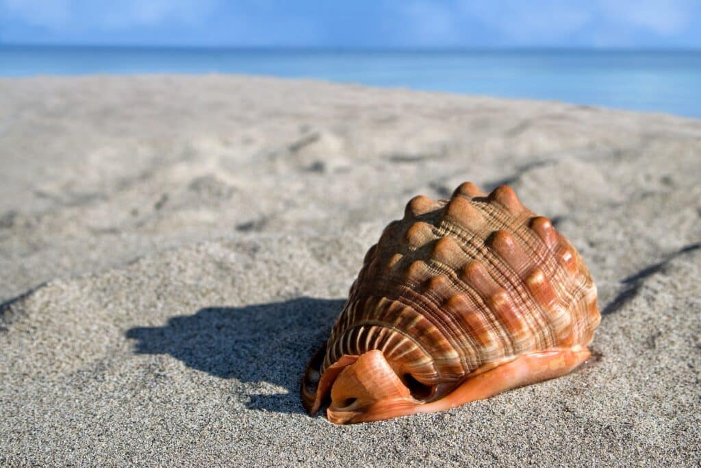 The giant sea snail like this is a key ingredient of Bahamas conch salad.