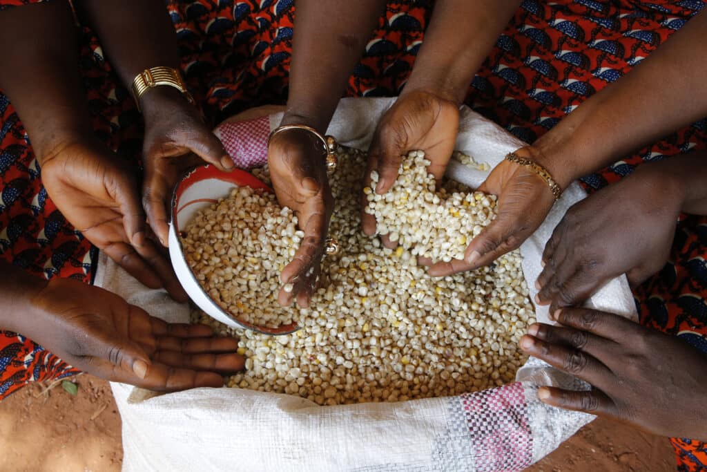 Le plat national du Bénin repose sur le maïs, comme ce maïs cultivé par des agriculteurs là-bas.