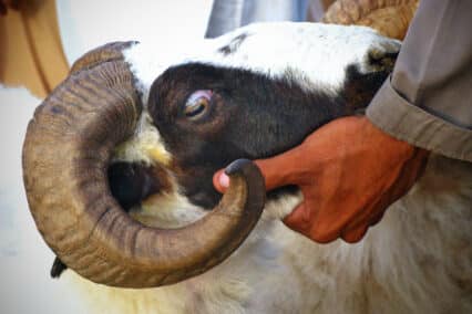 Eid-al-adha Pakistan a customer buys a goat