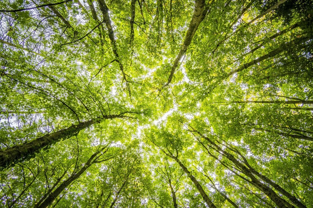 photo of trees in the forest with an upward view